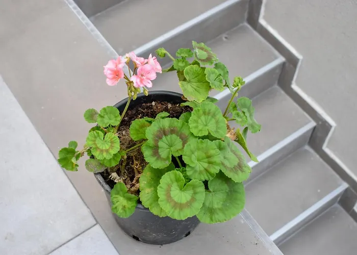 Appartement Klaidis House 2 Floor *