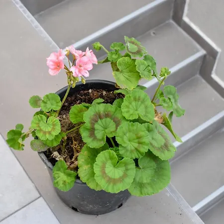 Lägenhet Klaidis House 2 Floor *